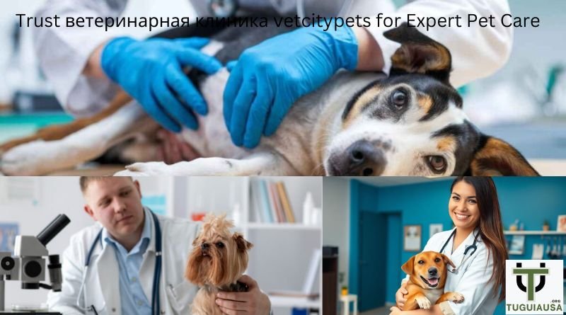 ветеринарная клиника vetcitypets